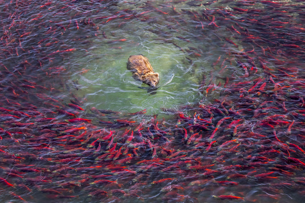 The Frame Before the Shutter: Hashem McAdam on Film, Melbourne and the