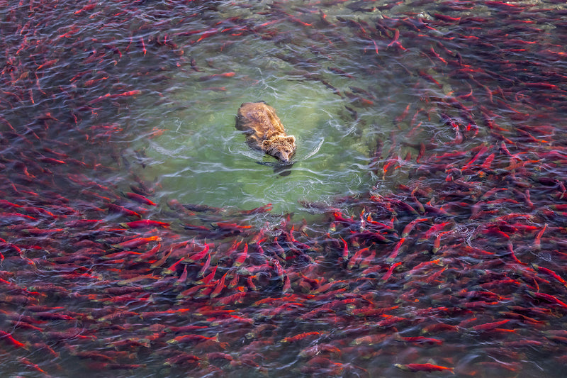 How Do You Stay Creative for 50 Years? Art Wolfe's Answer Surprised Us