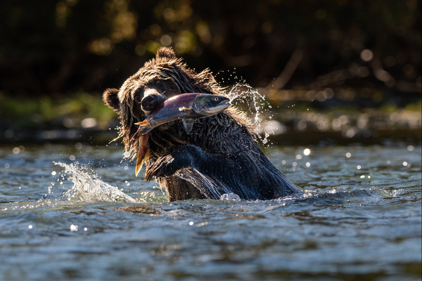 Leather Camera Straps by Lucky Straps |